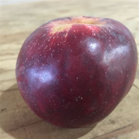 Devonshire Crimson Queen Apple Scionwood — Queener Farm