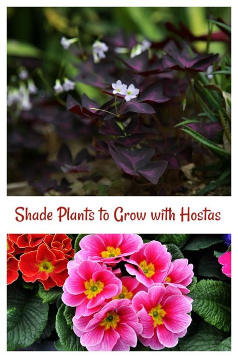 Hosta Companion Plants Growing Hostas With Shade Loving Plants