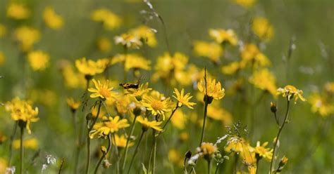 Dans Le Massif Des Vosges Les Fleurs Darnica Seffondrent Sous Le