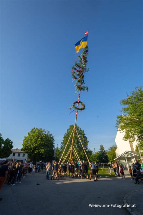 30 04 2024 MAIBAUM AUFSTELLEN Freiwillige Feuerwehr Zeiselmauer