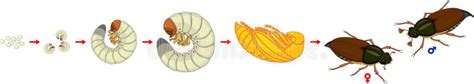 Life Cycle of Cockchafer. Sequence of Stages of Development of ...