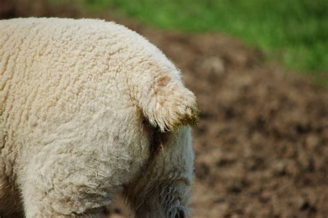 Sheep | Farm Aninmals - Farm Sanctuary