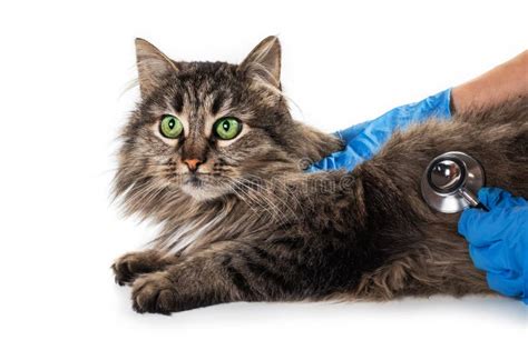 Vet Listening Fluffy Cat Using Stethoscope During Appointment In