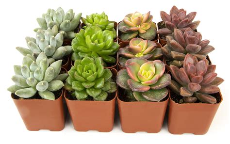 Buy Succulents S Live 12pk Potted Succulent S Live House S Cactus S