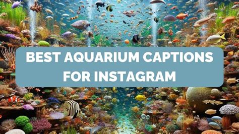 Aquarium Captions To Make A Splash On Instagram