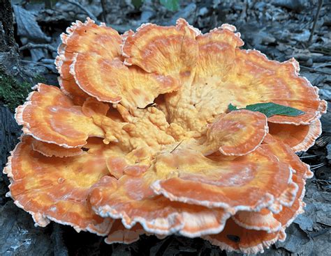 Chicken Of The Woods Laetiporus Cincinnatus Vic S Tree Service