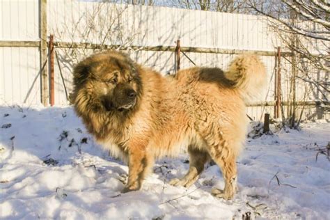 Everything You Need to Know About the Russian Prison Dog