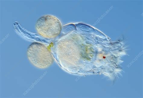 Freshwater Rotifer Stock Image C0086592 Science Photo Library