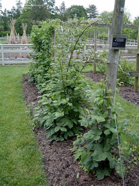 Rop Trellis For Blackberries Blackberry Trellis Growing Raspberries