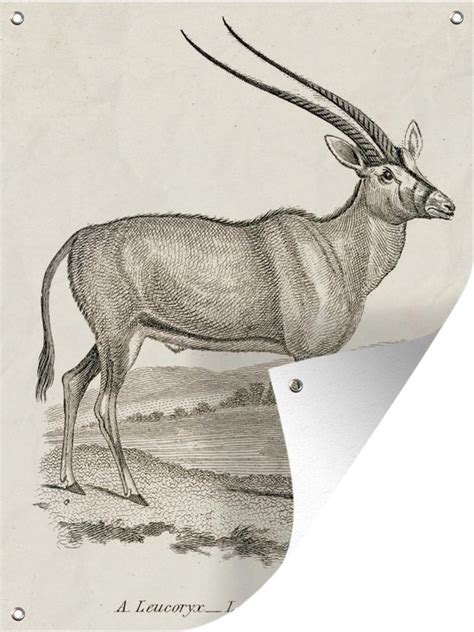 Muurdecoratie Buiten Tekening Van Een Spiesbok 120x160 Cm Tuindoek