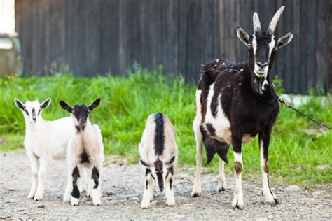 A Beginner S Guide To Organic Urban Goat Farming