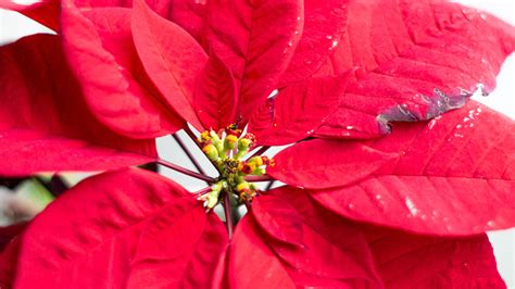 Poinsettias Everything You Should Know Before Planting