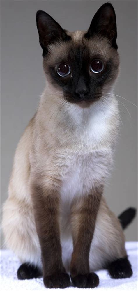 Modern Siamese Cat Breeders British Shorthair