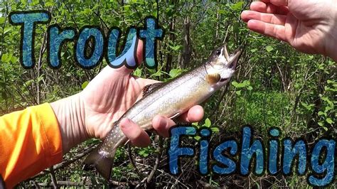 Trout Fishing New Brunswick Canada 2020 YouTube