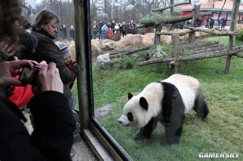 法国续租大熊猫欢欢和圆仔 圆梦或于近期回国 游民星空