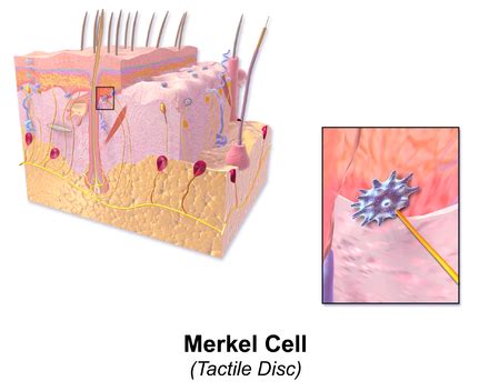 Merkel cell - Wikipedia