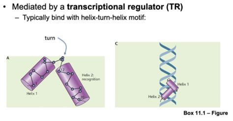 Gene Regulation Flashcards Quizlet