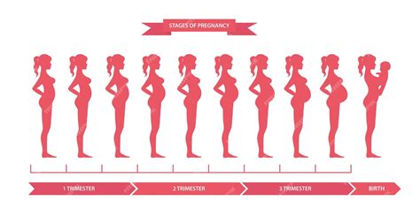 Premium Vector | Pregnant woman silhouette stages of pregnancy