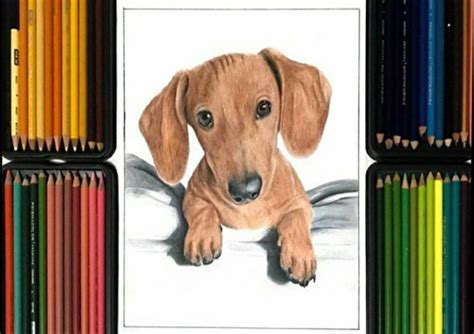 Dibujo Realista A Color Perro Salchicha Dibujarte Amino