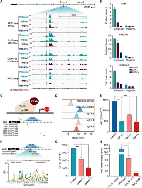 Pax Driven Enhancer Activation At The Cd Locus A Pax Binding