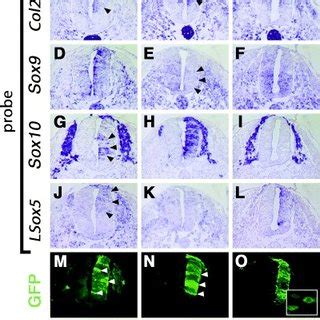 Expression Of Col2a1 And Sox Genes In Cranial Neural Crest Cells A D