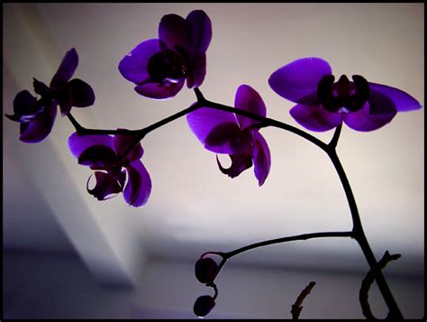 flowers for flower lovers.: Orchid flowers pictures.