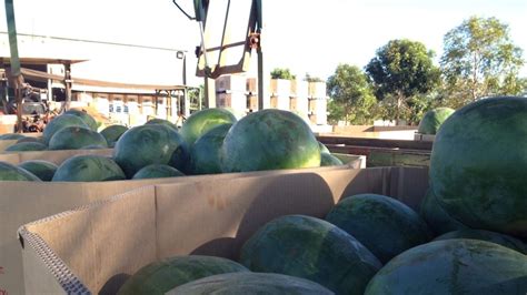 Watermelon Prices Sweeten For Growers Abc News