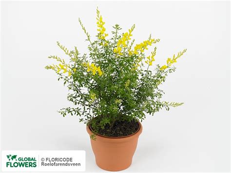 Genista — photo of varieties and species | Global Flowers