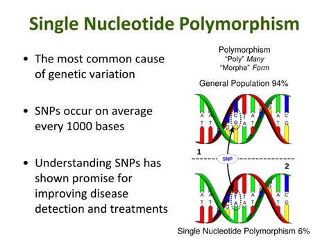 Ppt Pharmacogenetics Pharmacogenomics Personalized Medicine