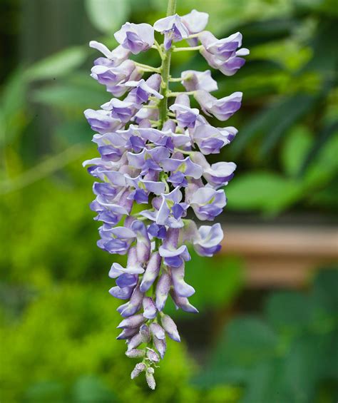 Amethyst Falls Wisteria Treeling Bower And Branch