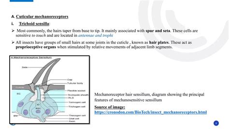 Insect Sense ORGANS MECHANO PHOTO AND CHEMO RECEPTORS ITS