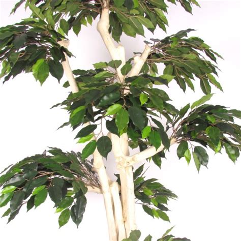 Semi Natural Ficus Luxe Green Japan Trunk Cm Verdevip