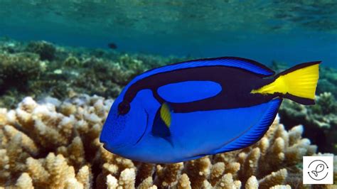 Blue Tang 101 (And Some Amazing Facts)