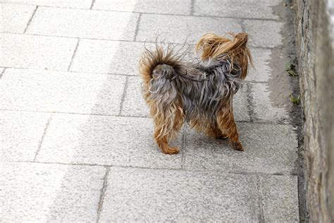 yorkie  stock photo public domain pictures