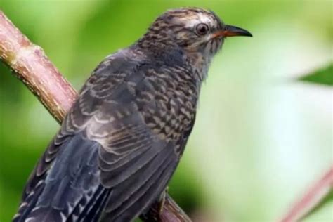 Burung Kedasih Dipercaya Pembawa Malapetaka Dan Kematian Edu Historia