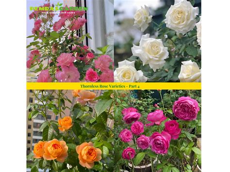 Thornless Rose Varieties - Part 4 – PEMDASGARDEN