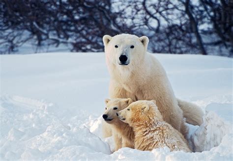 Are There Polar Bears in Antarctica? A Scientist Explains