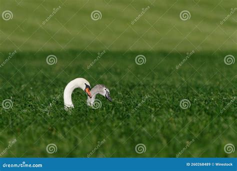 Tilted Heads Of Two Mute Swans Sticking Out Of Grass Cygnus Olor