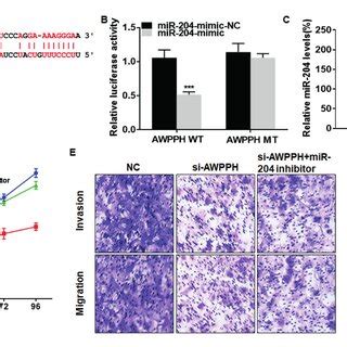 Awpph Regulates Nsclc Through Sponging Mirna A Binding Sites