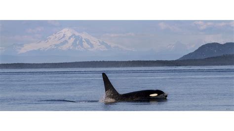 Outer Island Excursions | Anacortes Whale Watching