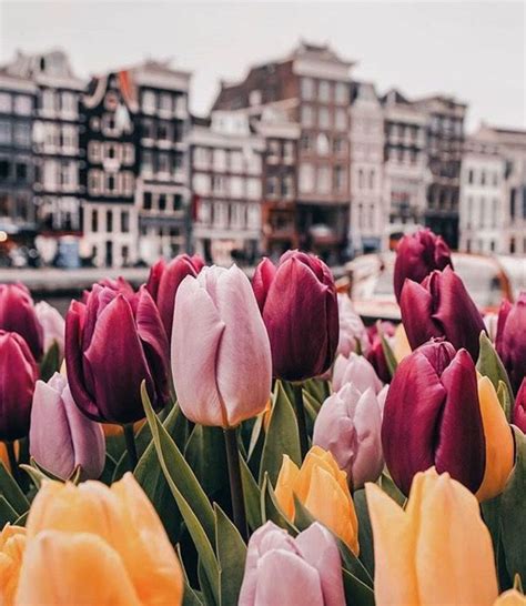 Hoa Tulip Chi tiết ý nghĩa của loài hoa đa sắc màu