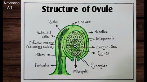 draw structure   ovule diagram easily anatropous ovule