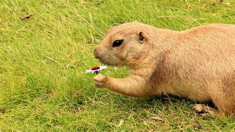 The Best Gopher Repellents Guide