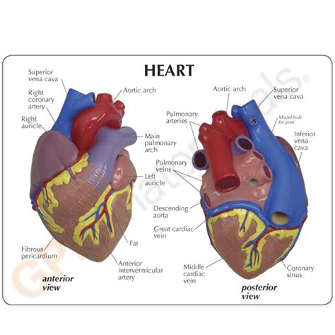 Cutaway Heart Model 2500 Heart Anatomy Model Gpi Anatomicals