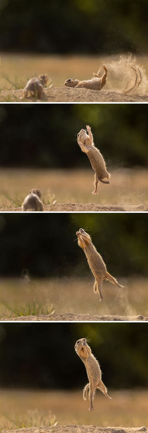 15 Hilarious Winning Photos Of Comedy Wildlife Photography Awards 2023