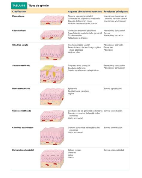 SOLUTION HISTOLOGÍA Resumen Ross Tejido Epitelial Studypool