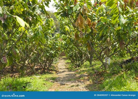 Cocoa Tree Plantation In Harvest Stock Image Image Of Harvest Brown