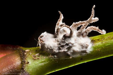 Control De Plagas Con Hongos Entomopatógenos