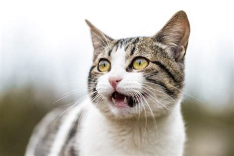 Reasons Why Your Cat Keeps Meowing At You