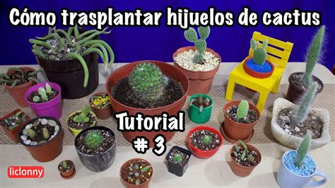 Jardiner A C Mo Trasplantar Los Hijuelos De Un Cactus Liclonny Youtube